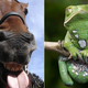 Illustration for article titled Race Horses Now Doping By Licking Frogs